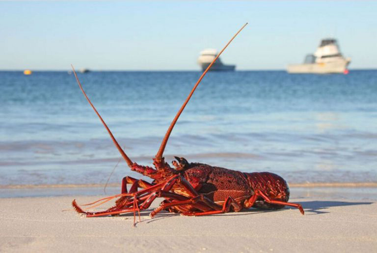 A live western rock lobster on a beach